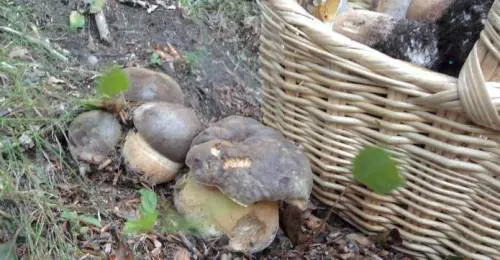 La mappa dei boschi liguri alla scoperta dei nostri funghi