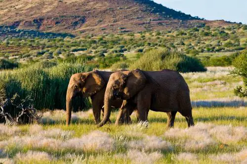 Namibia: luminosa alba africana