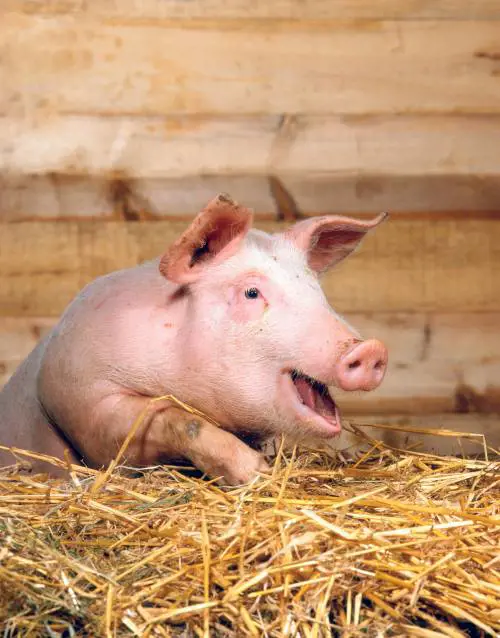 Se dire "scrofa" è reato: 
quante sentenze bestiali