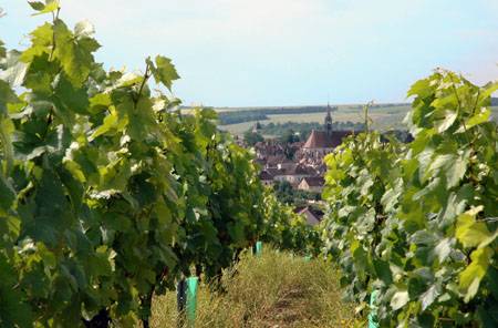 Montalcino, 600 ettolitri di Brunello nelle fogne per vendetta