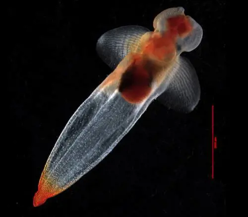Censimento di mari e oceani: 
750mila le specie da scoprire