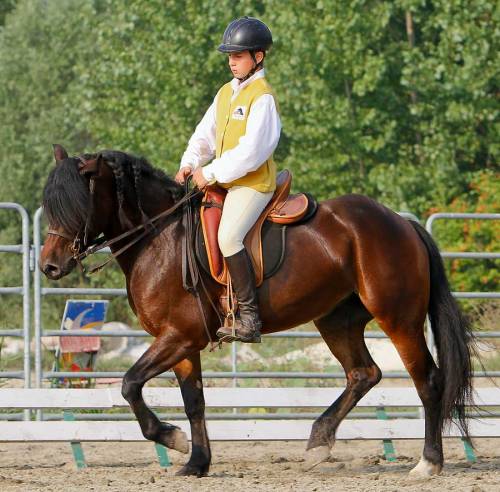 Il cavallo Bardigiano "paladino" dell'inclusione sociale