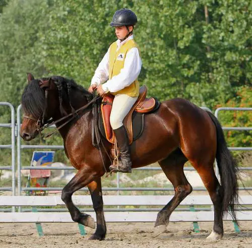 Il cavallo Bardigiano "paladino" dell'inclusione sociale