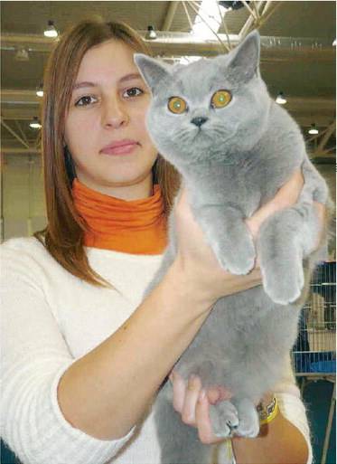 Parma, strage di gatti: caccia al killer