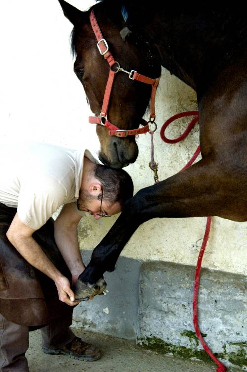 L’animale più sociale: il cavallo o l’uomo?