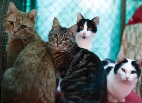 Loasi felina di via Copernico rischia lo sfratto. E nasce il caso