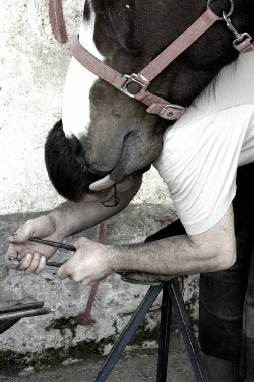 Uomo e cavallo amici