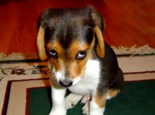 Anziani e single, è record di adozioni di cani