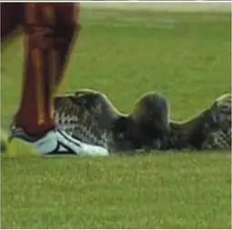 Il "calcio" porta iella alla mascotte: 
il gufo ci ha lasciato le penne