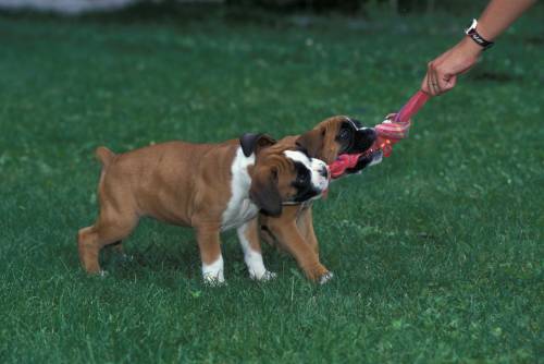 Ora anche cani e gatti corrono dallo psicologo