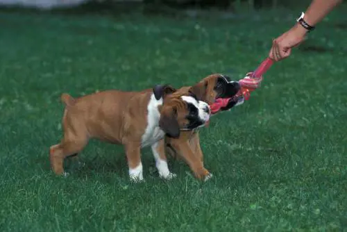 Ora anche cani e gatti corrono dallo psicologo