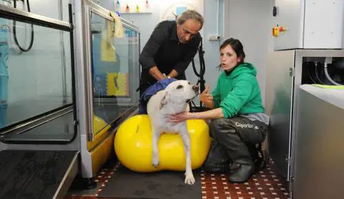 Cani e gatti sul tapis roulant per ritrovare la forma perduta