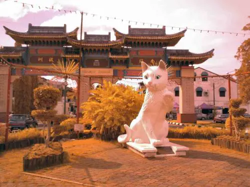 Il nemico di Sandokan nella città sacra ai gatti