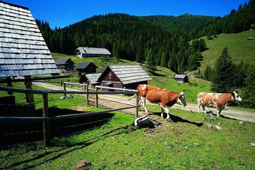 Carnia, alla scoperta delle malghe