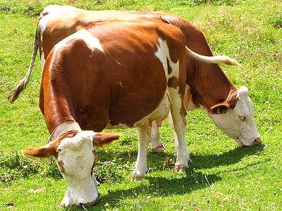 Mucca horror: clonata, produce latte umano