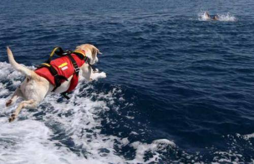 Liguria, salvato da un amico a quattro zampe					 
Bagnante perde i sensi un cane lo porta a riva