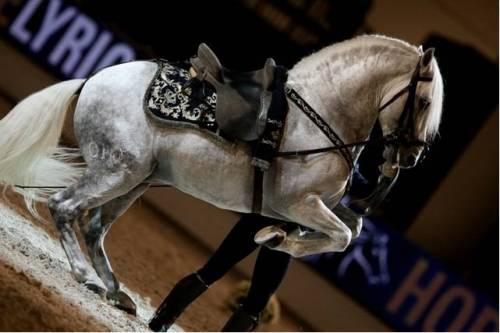 Fieracavalli di Verona 2011: una Leadership in continua evoluzione