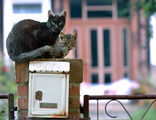 Lei lo assilla perché smetta di vedere l'amante 
Lui non la sopporta più e cucina i gatti di casa