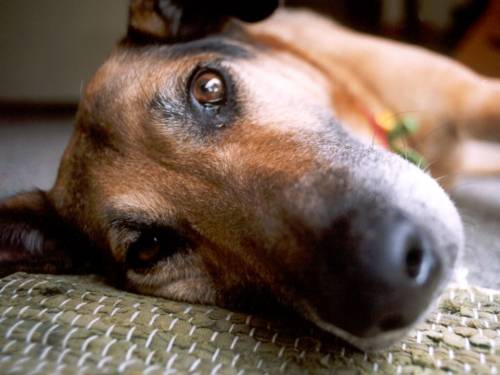 In vacanza con il cane a Ferragosto? Ecco le regole