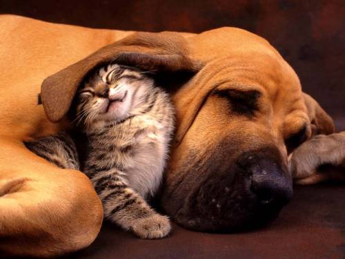 Chi ama gli animali  
non può dire "no" 
alla loro dolce morte