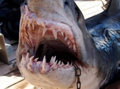 Paradiso delle Seychelles 
attaccato dagli squali: 
morti 2 turisti in 15 giorni 