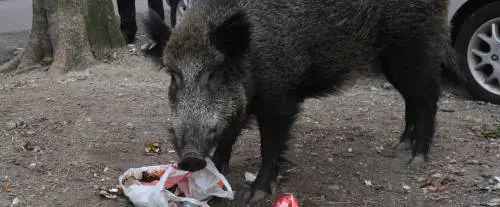 Rodeo a Savona per il cinghiale a spasso fra le auto