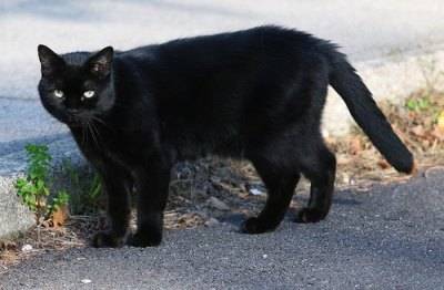 La strage dei gatti neri tra satanismo e jella: 
in un anno ne sono scomparsi più di 30mila