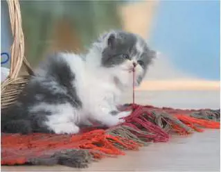 Che orrore la caccia ai gatti in Svizzera