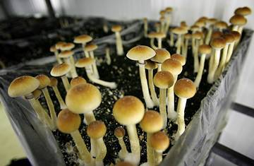 Piacenza, coltivava funghi allucinogeni in casa 
Arrestato un trentenne che organizzava i rave