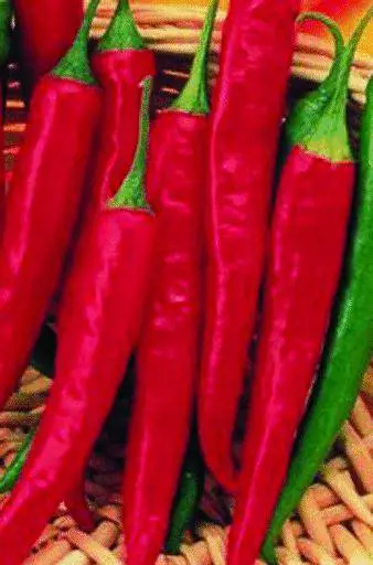 Taggia, in gara i palati più infuocati della Liguria