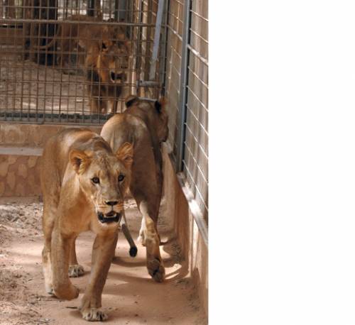 Zoo di Tripoli: 600 animali ostaggio della guerra
 
Il giallo sulla fuga del raìs con 200 camion d'oro