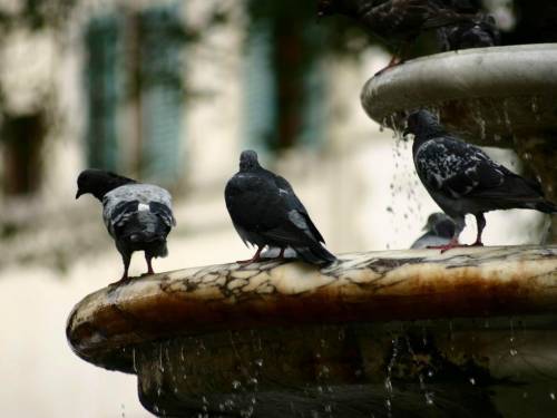 I piccioni sporcano tutto 
E il sindaco di Tarquinia 
dà la licenza di ucciderli