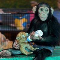 Un figlio a tutti i costi: 
anche gli animali sentono 
il desiderio di maternità