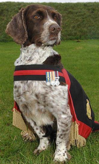"Non ha mai tradito" Va in pensione Buster 
Il cane eroe delle guerre di Bosnia e Irak