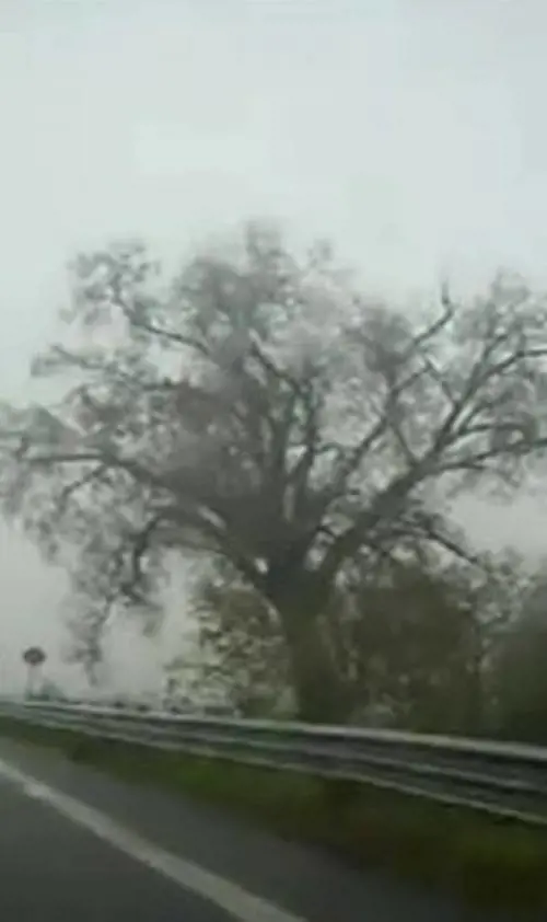 In cattive condizioni per lincuria: ha rischiato labbattimento