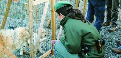 I crimini sugli animali: affare sporco da 3 miliardi