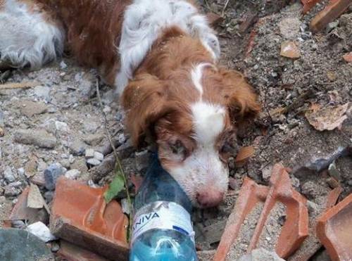 Gli animalisti braccano  l’aguzzino di Jerry