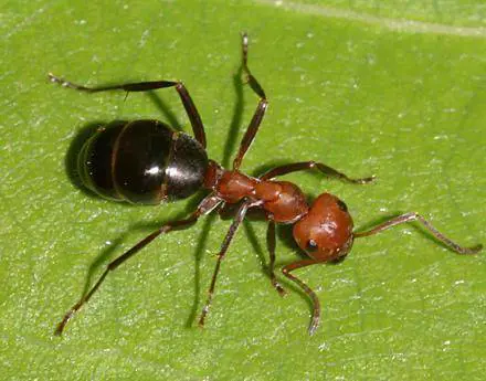 Macché superuomo, il padrone del mondo è un superorganismo fatto solo di formiche