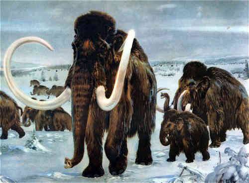 Mammut verso la clonazione: scoperto midollo in Siberia
