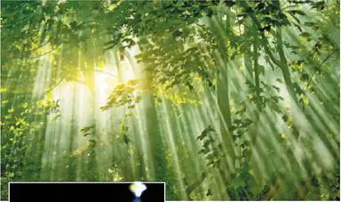 Obama fa il verde,  ma con gli alberi altrui