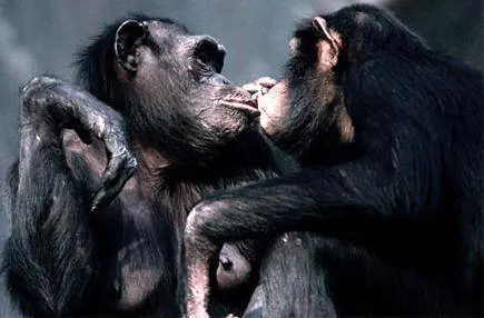 Levoluzione del mondo pende dalle labbra dei baci