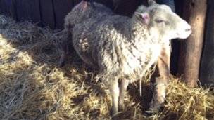 Randy, ecco il supermontone che scappa alla macellazione e ingravida più di 30 pecore