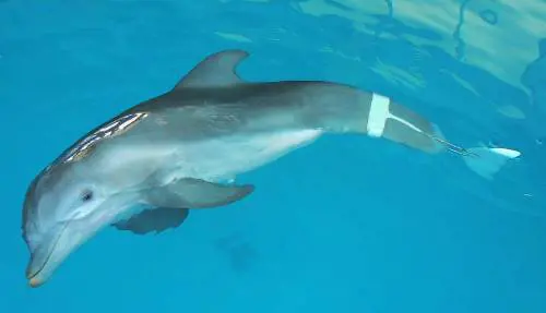 Per vincere lOscar meglio essere cani