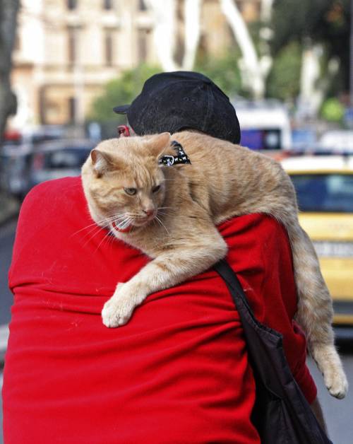Destra o sinistra? L’amore per i gatti si scopre bipartisan