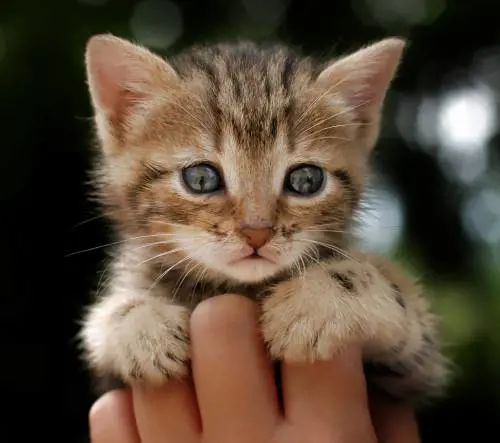 Caro amico ti mangio  Le ricette dell’orrore