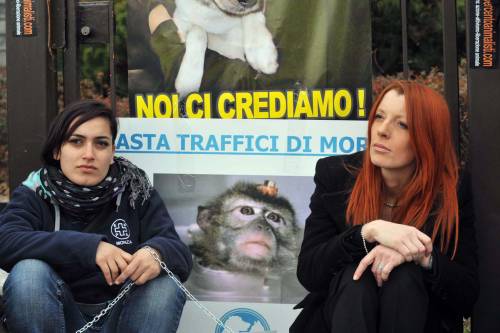 La vittoria degli animalisti  Stop alla tratta dei macachi