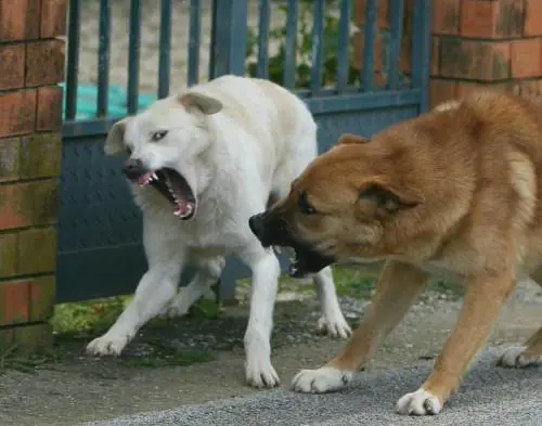 Sbranato dai cani a Milano Stava passeggiando vicino a un campo rom