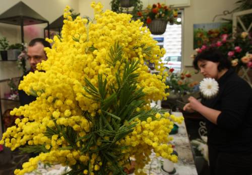 Festa della donna, web controcorrente: "Basta con le mimose"