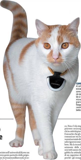 L'ultima mania dei padroni Telecamere per spiare la vita segreta del gatto  