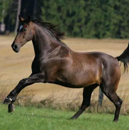 Adesso i pellerossa si prendono lo scalpo dellaquila calva